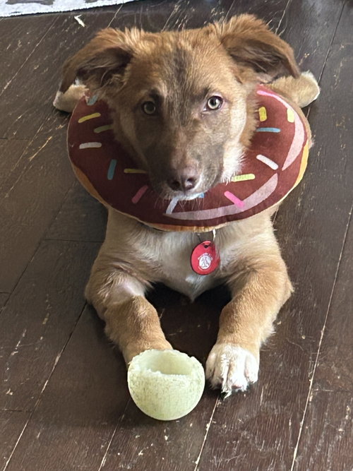 Dune (M), an adoptable Corgi in Nashville, TN