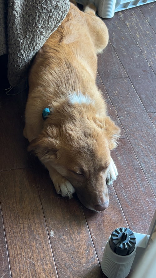 Dune (M), an adoptable Corgi in Nashville, TN
