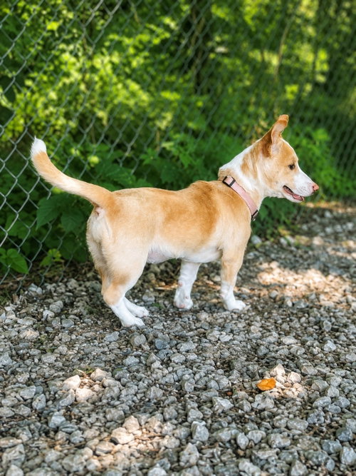 Sandy (F), an adoptable Corgi in Nashville, TN
