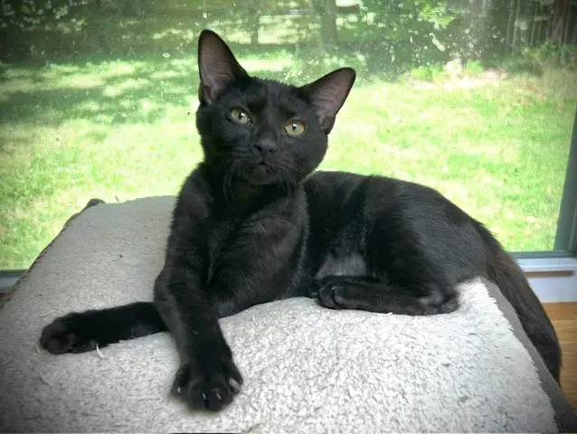 Cymbal - Domestic Short Hair