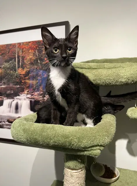 Fiddle - Domestic Short Hair