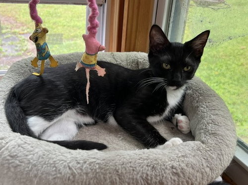 Photo 2 of Fiddle