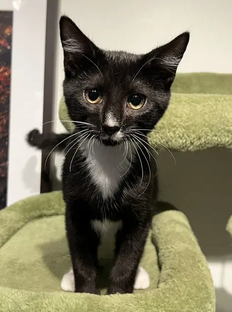 Trumpet - Domestic Short Hair