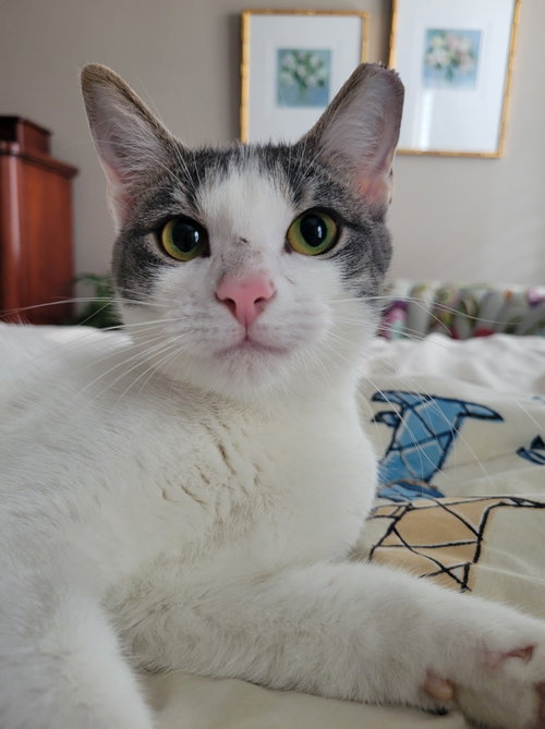 Roni