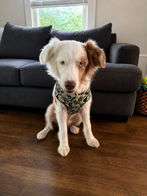 Peanut (m)