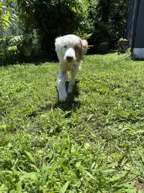 Peanut (m) photo 2