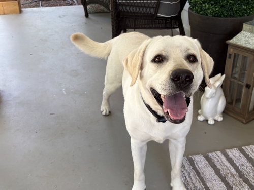 Crieve (m), an adoptable Labrador Retriever in Nashville, TN