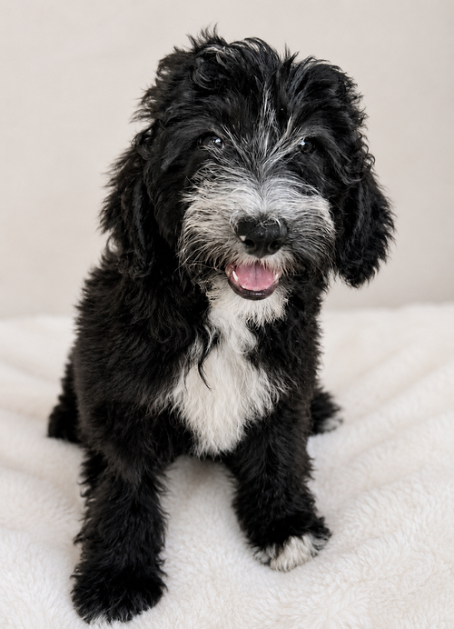 Cookies-N-Cream (m), an adoptable Poodle in Nashville, TN