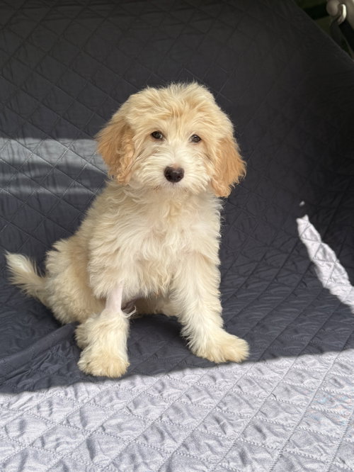 Vanilla (f), an adoptable Poodle in Nashville, TN