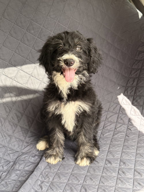 Chocolate Chip (m), an adoptable Poodle in Nashville, TN