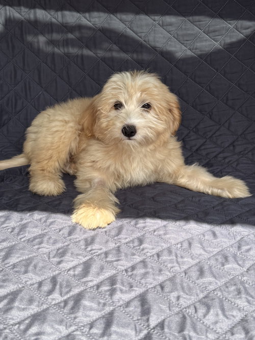 Salted Caramel (m), an adoptable Poodle in Nashville, TN