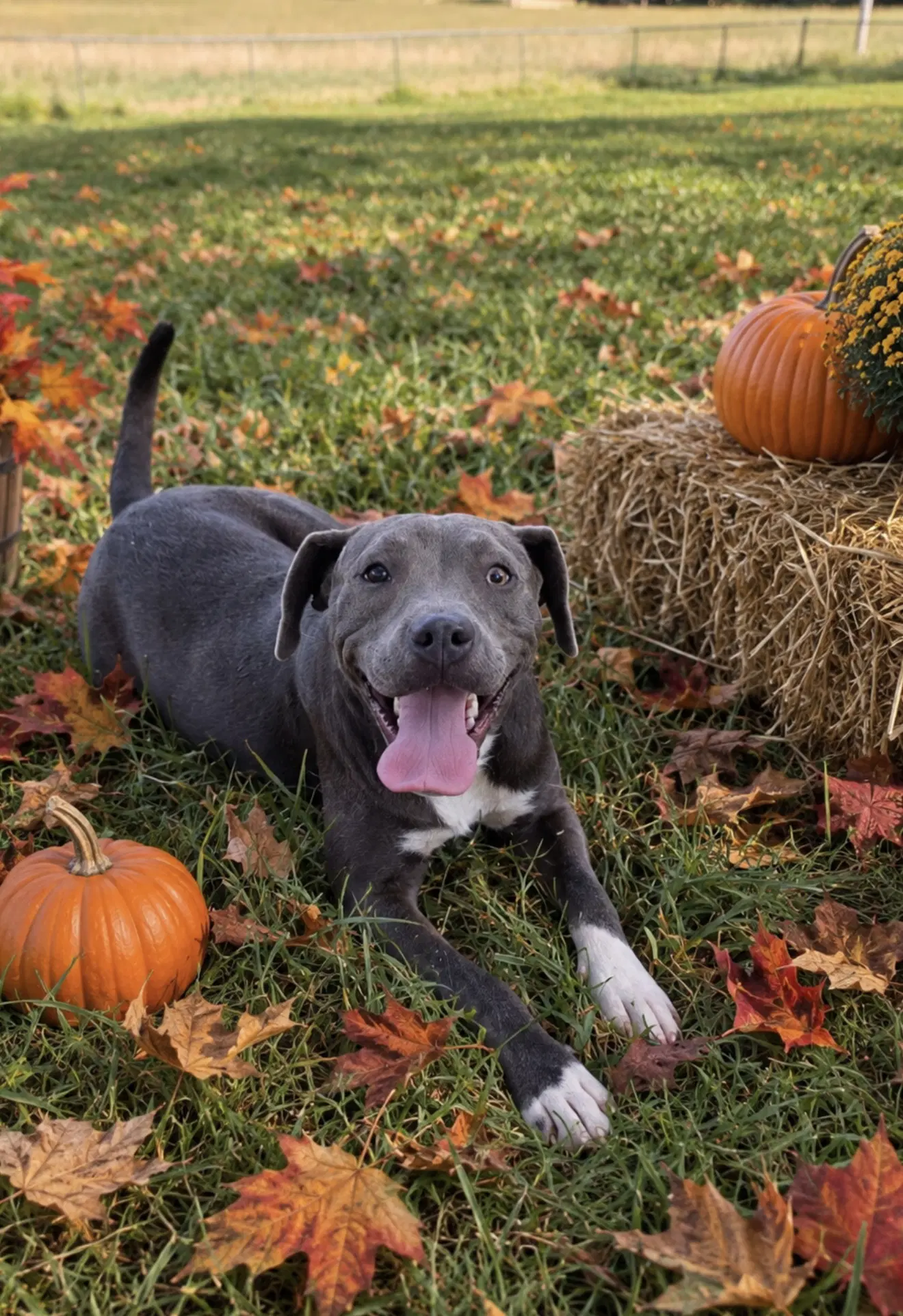 Alyssa Alabama - Pit Bull Terrier