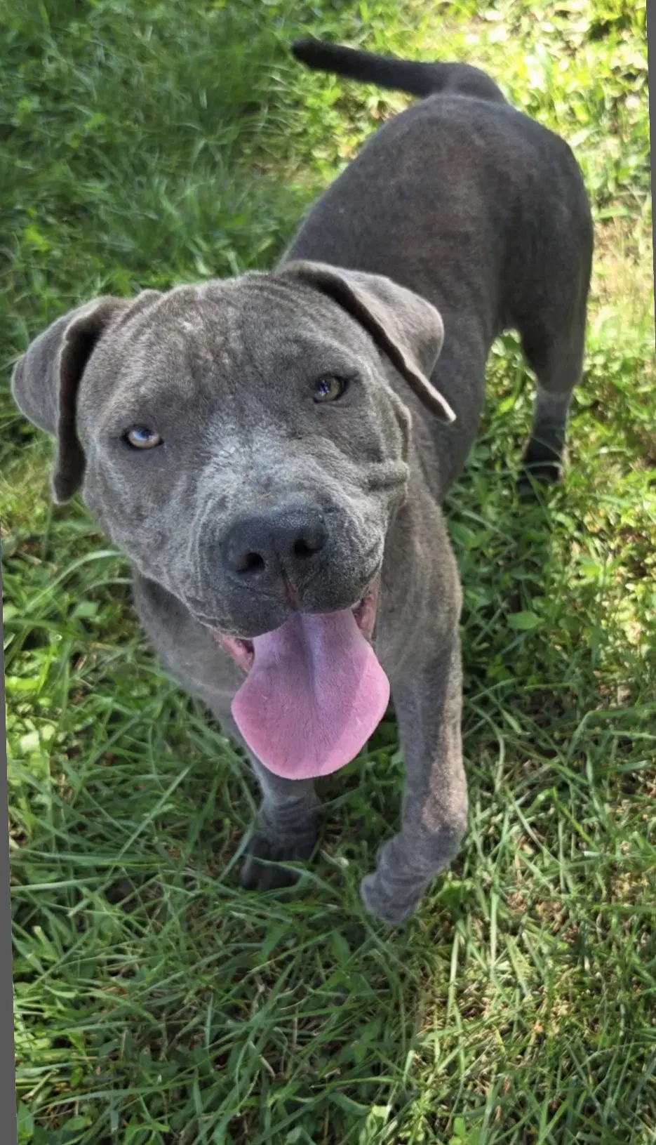 Aurora Alabama - American Staffordshire Terrier