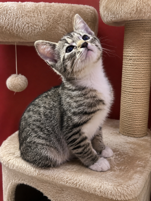 Sophia, an adoptable Torbie in Nashville, TN