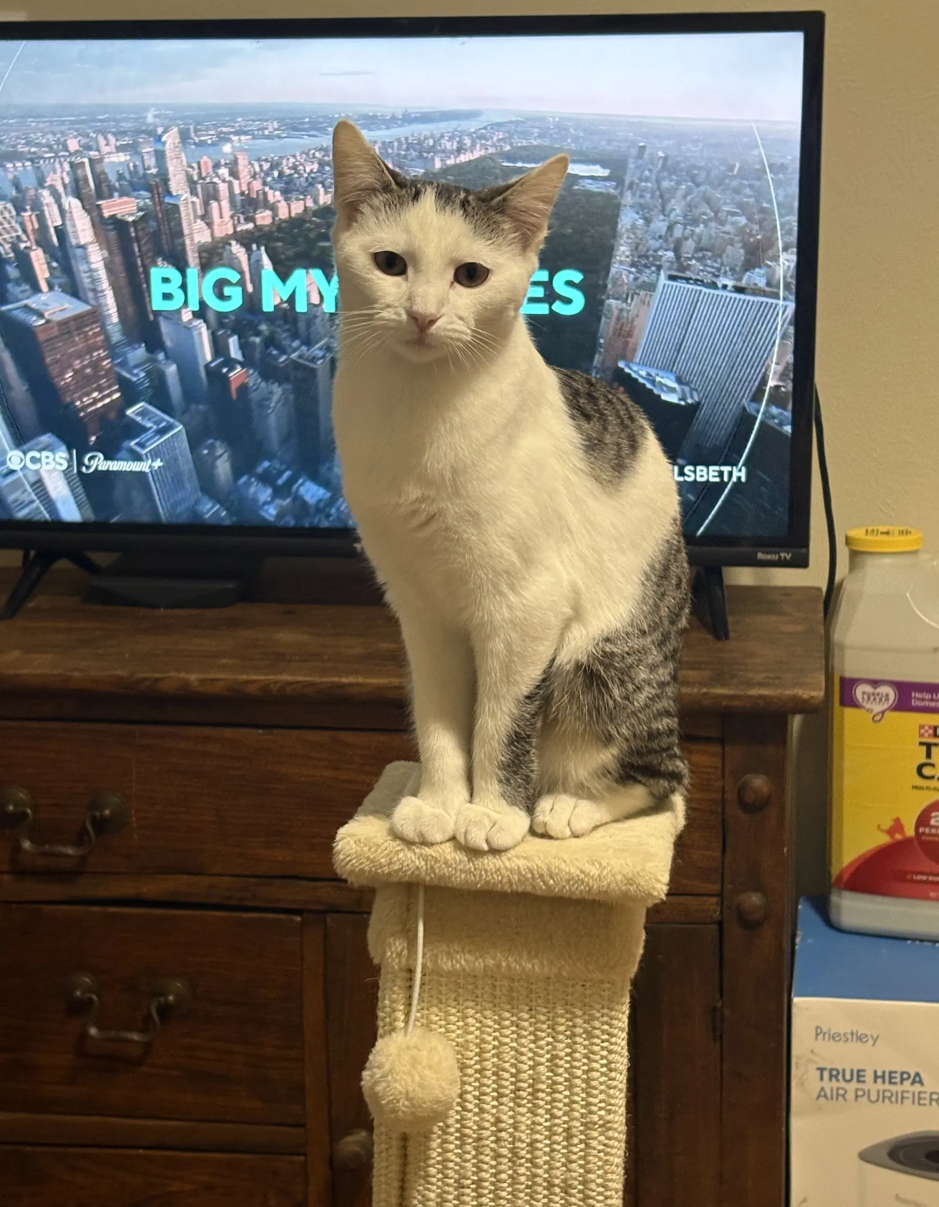 Emma - Domestic Short Hair