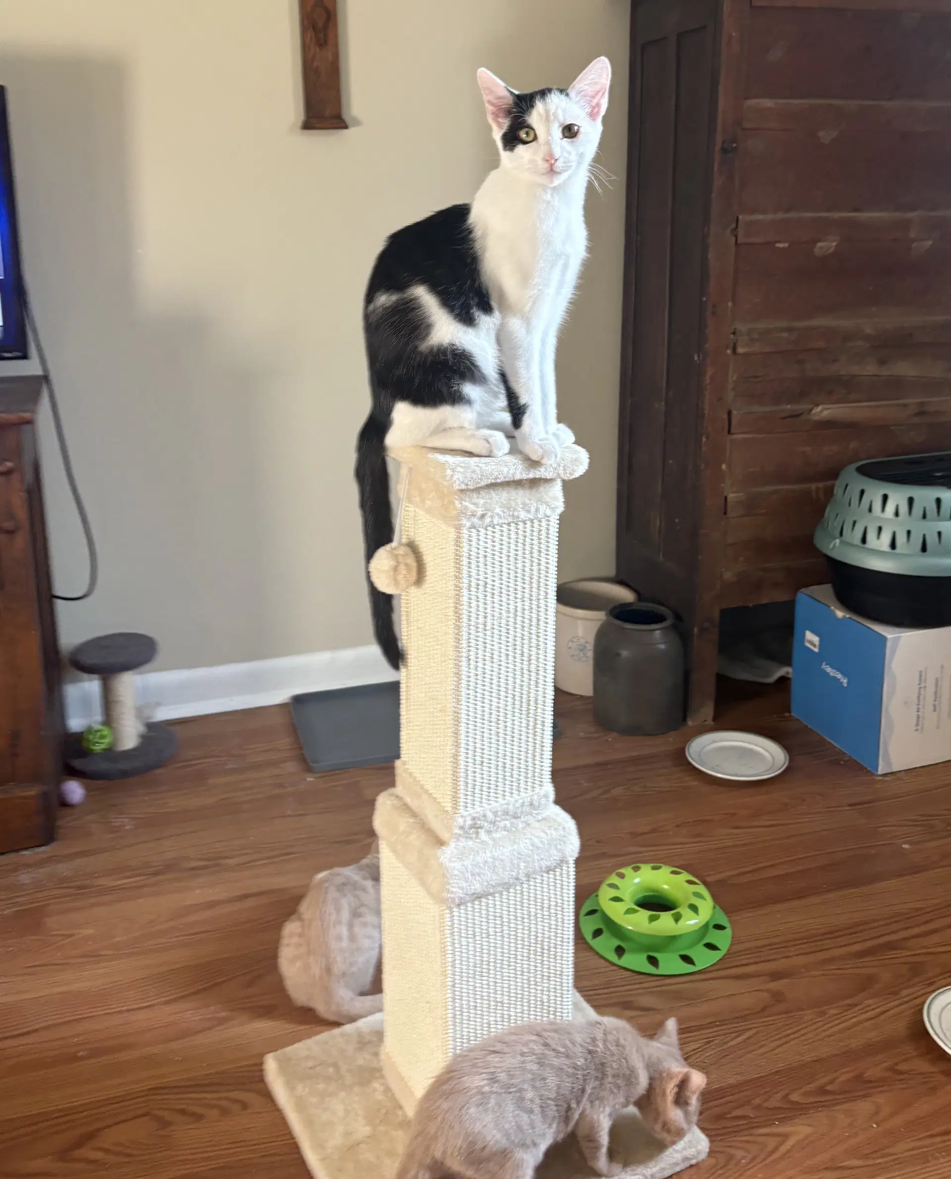 Elliott - Domestic Short Hair