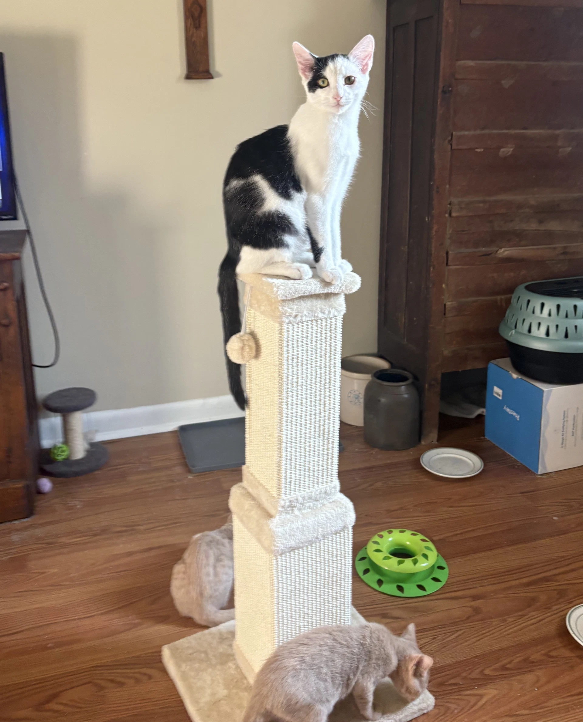 Elliott