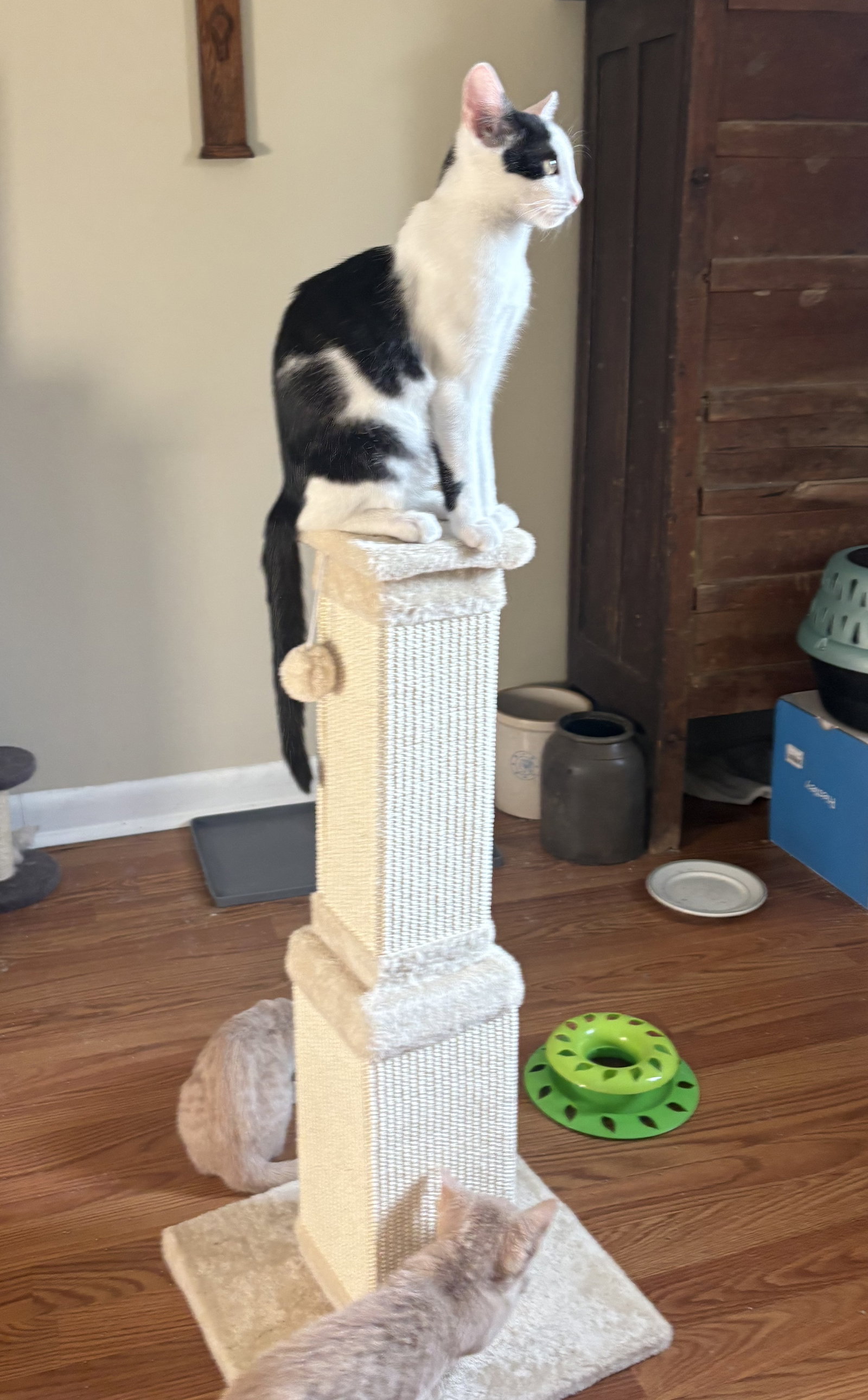 Elliott, photo 4