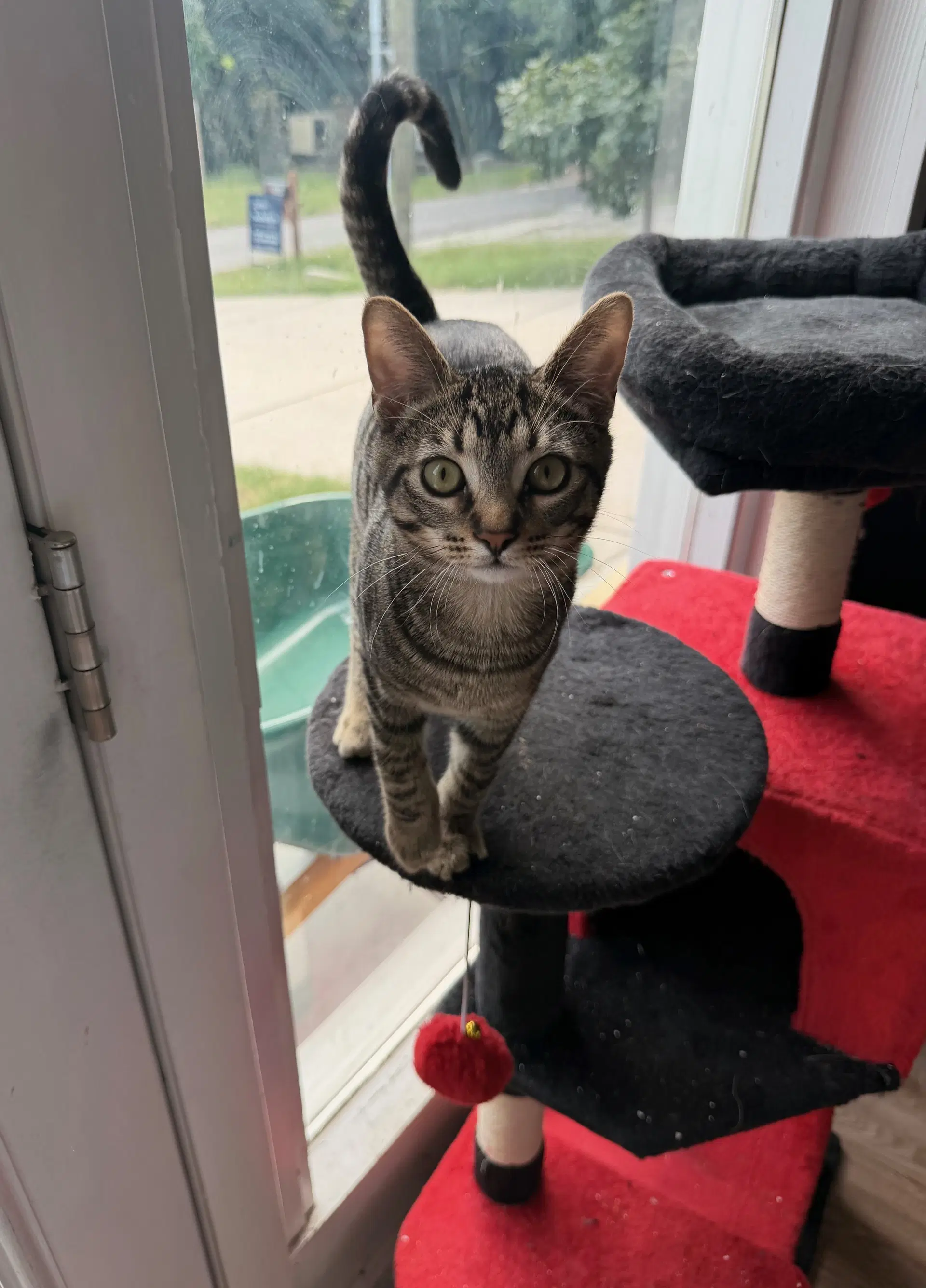 Thyme - Domestic Short Hair