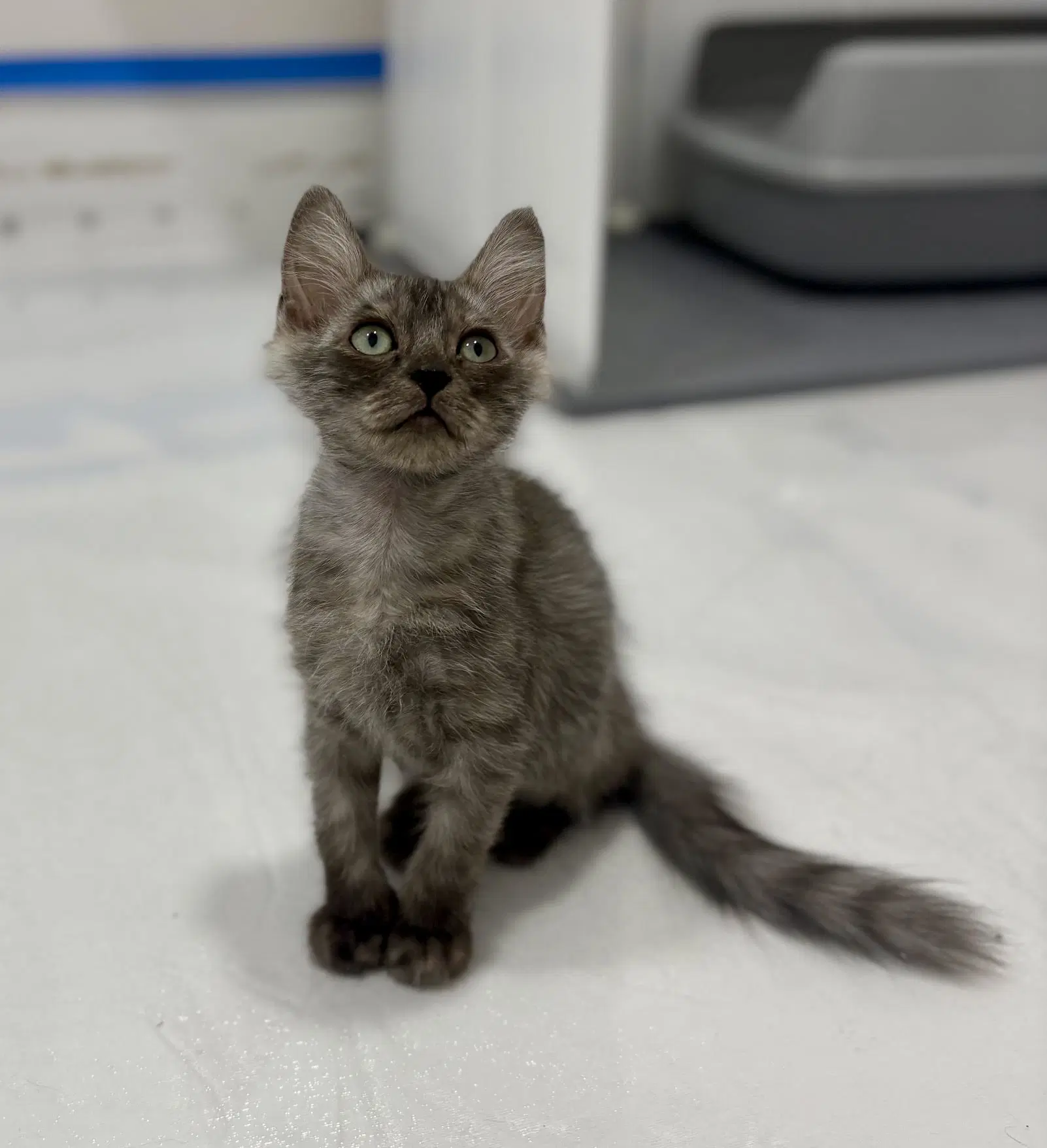 Mint - Domestic Long Hair