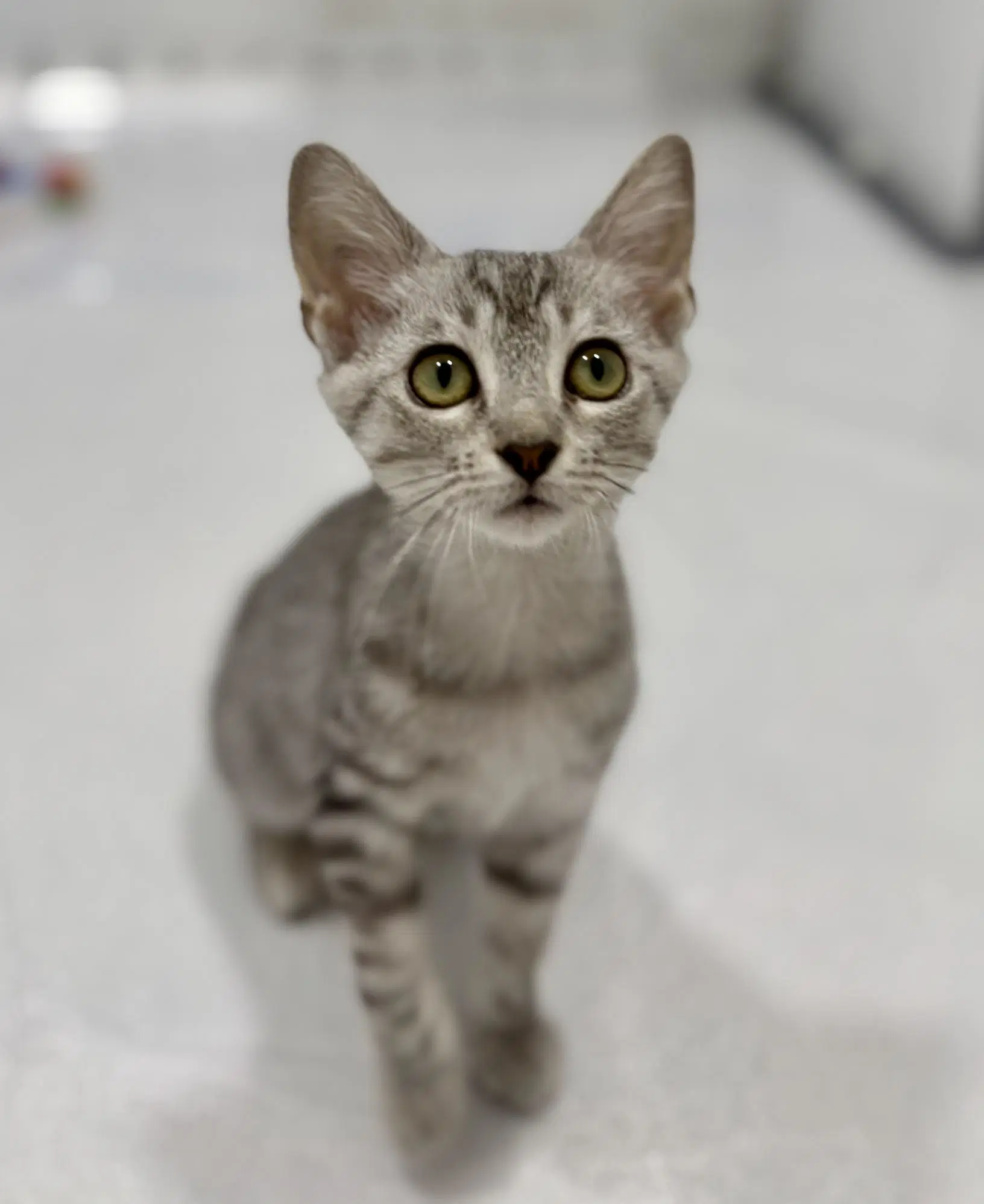 Oregano - Domestic Short Hair