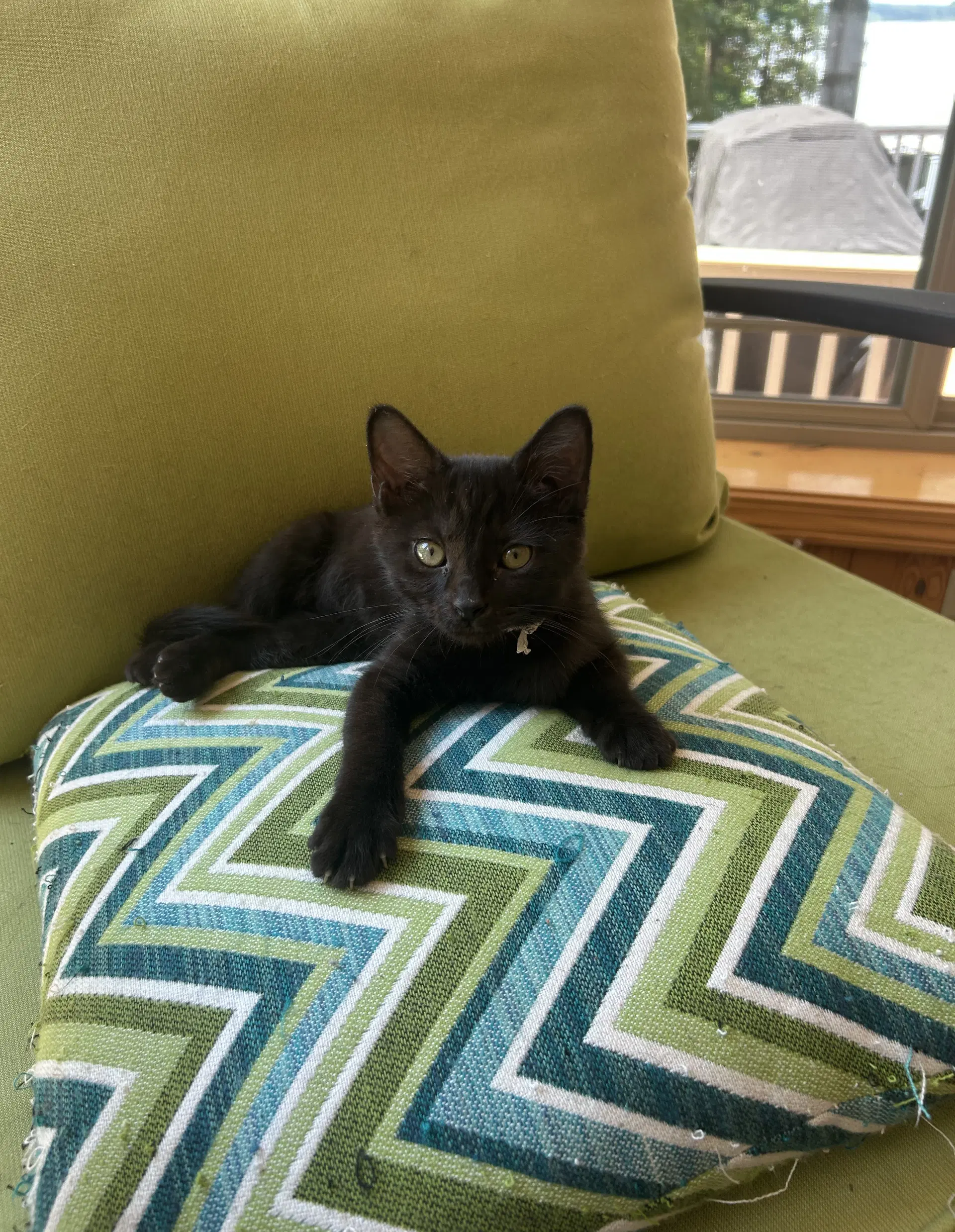Tarragon - Domestic Short Hair