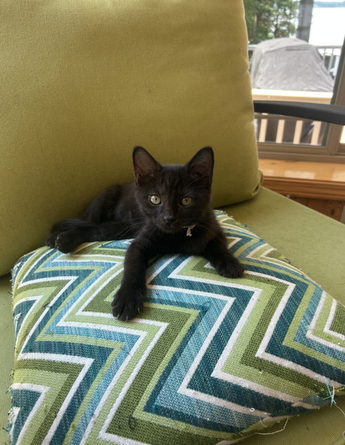 Tarragon, a cat for adoption from Proverbs 12:10 Animal Rescue