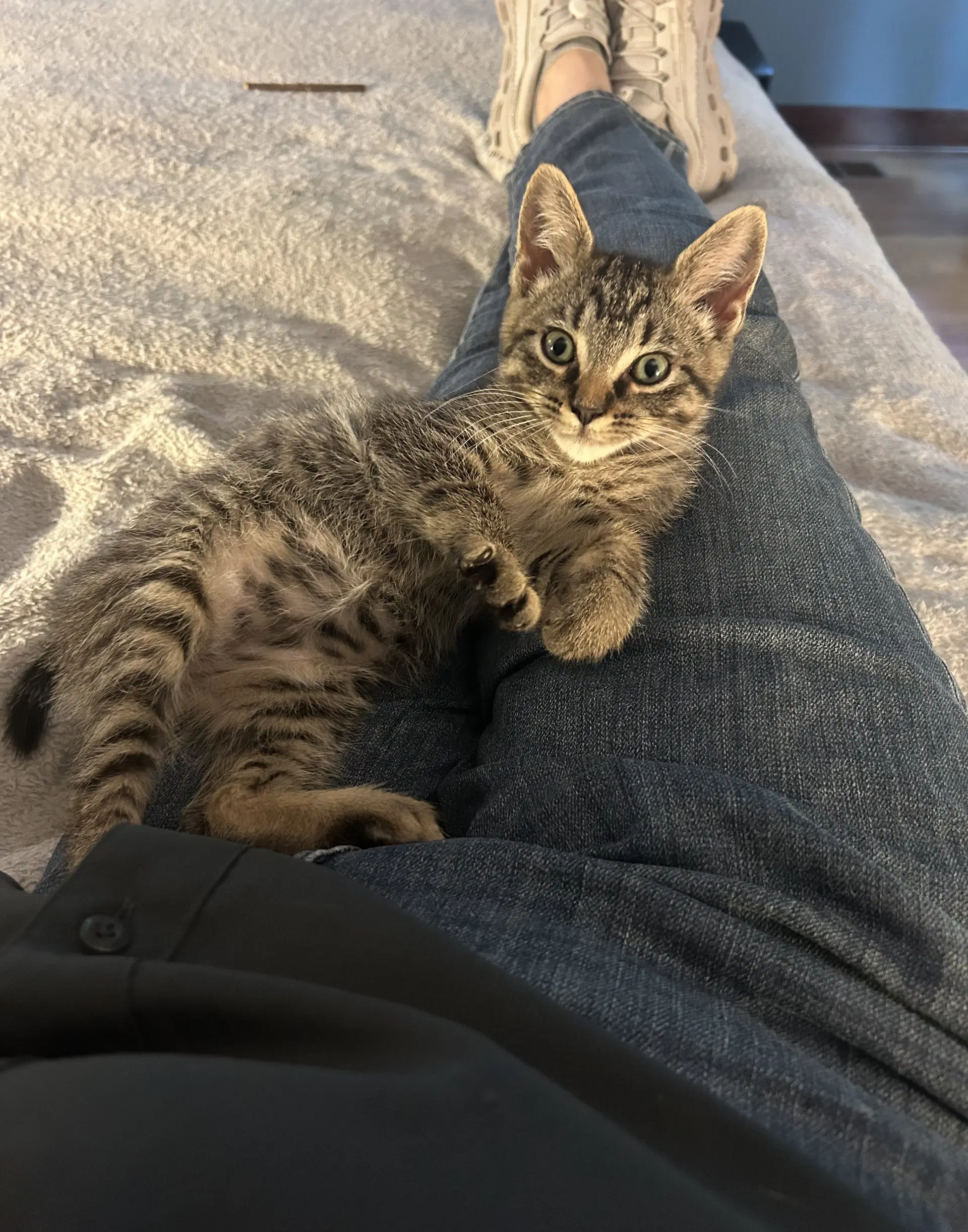 Herb - Domestic Short Hair