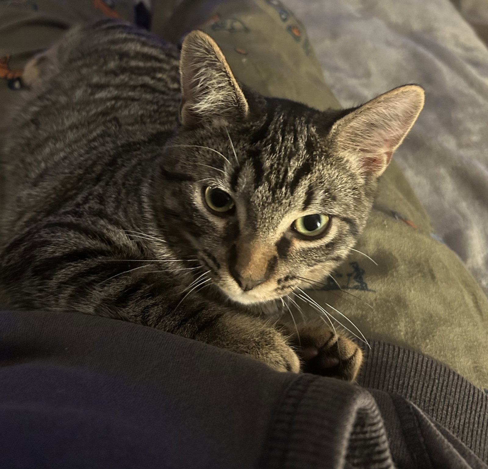 Herb, photo 9