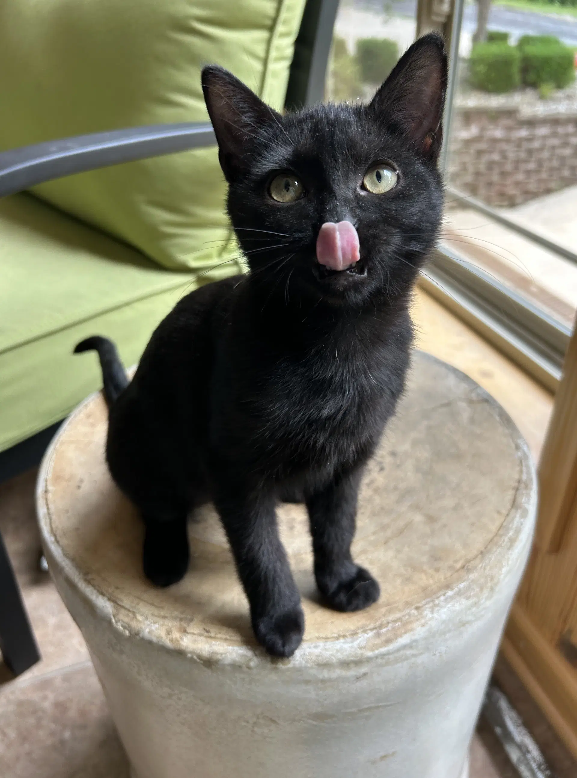 Rosemary - Domestic Short Hair