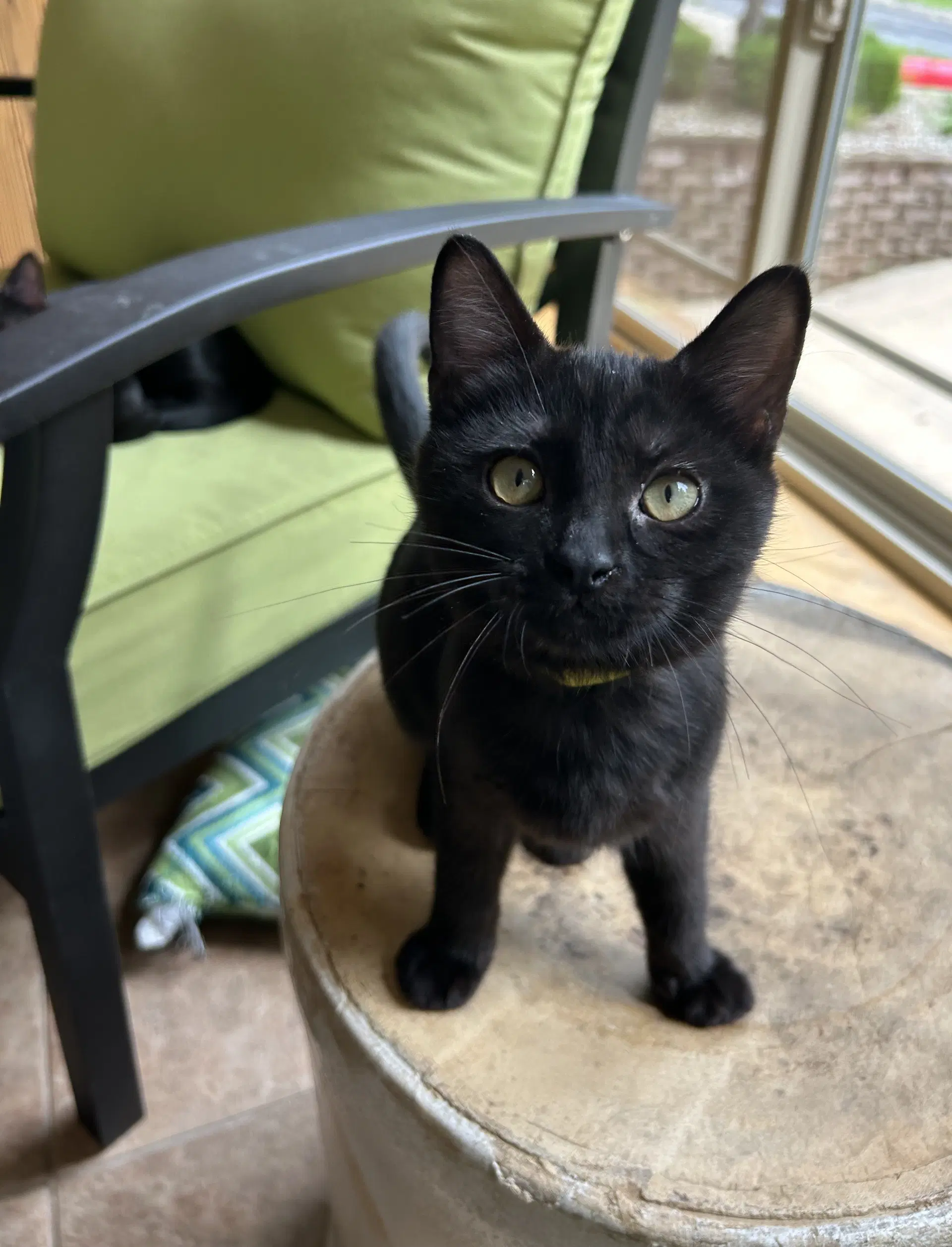 Marjoram - Domestic Short Hair