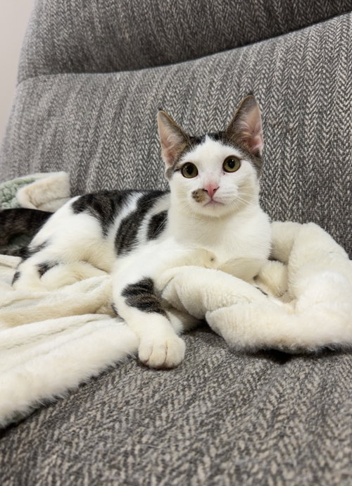 Berry, a cat for adoption from Proverbs 12:10 Animal Rescue