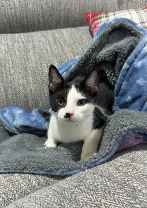 Holland, a cat for adoption from Proverbs 12:10 Animal Rescue