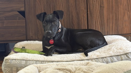 CHICKEN (M) - Labrador Retriever available for adoption