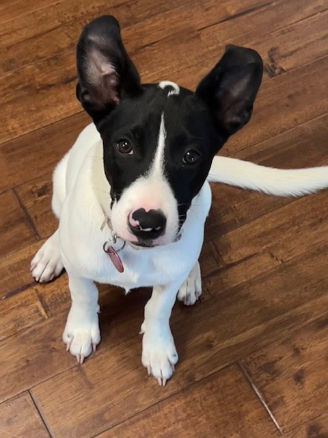 Pippa, photo 7