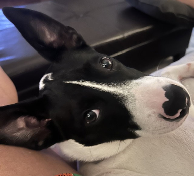 Pippa, photo 8
