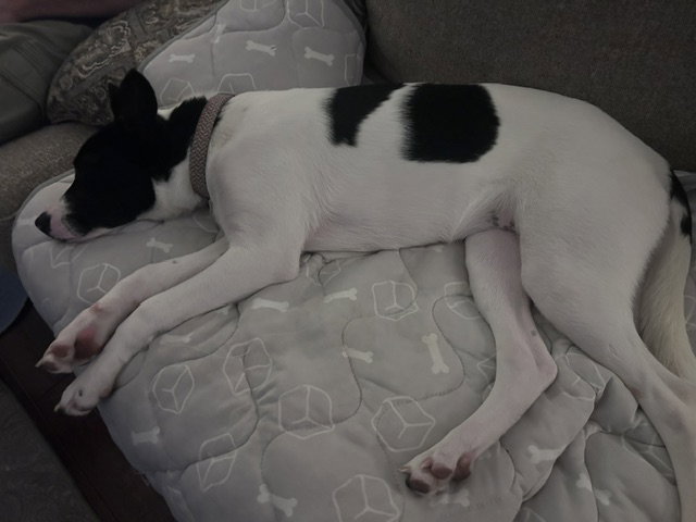 Pippa, photo 9