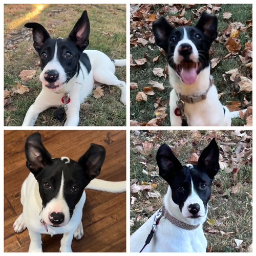 Pippa, a dog for adoption from Proverbs 12:10 Animal Rescue