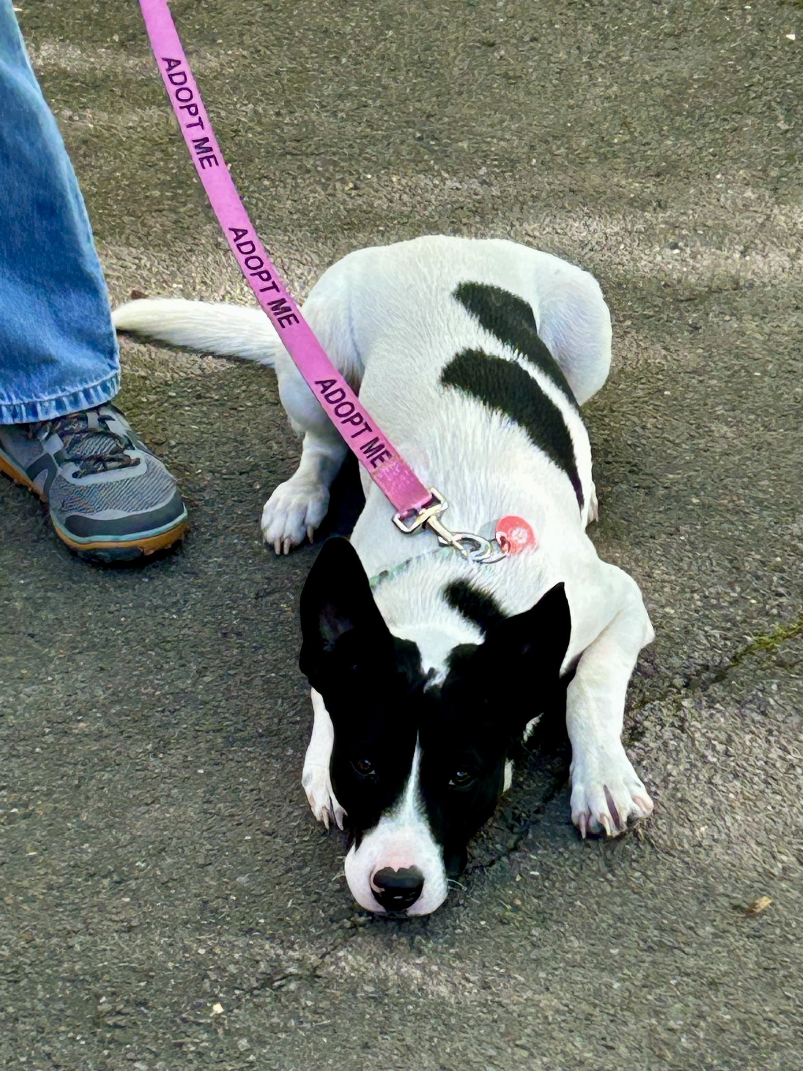 Pippa, photo 4