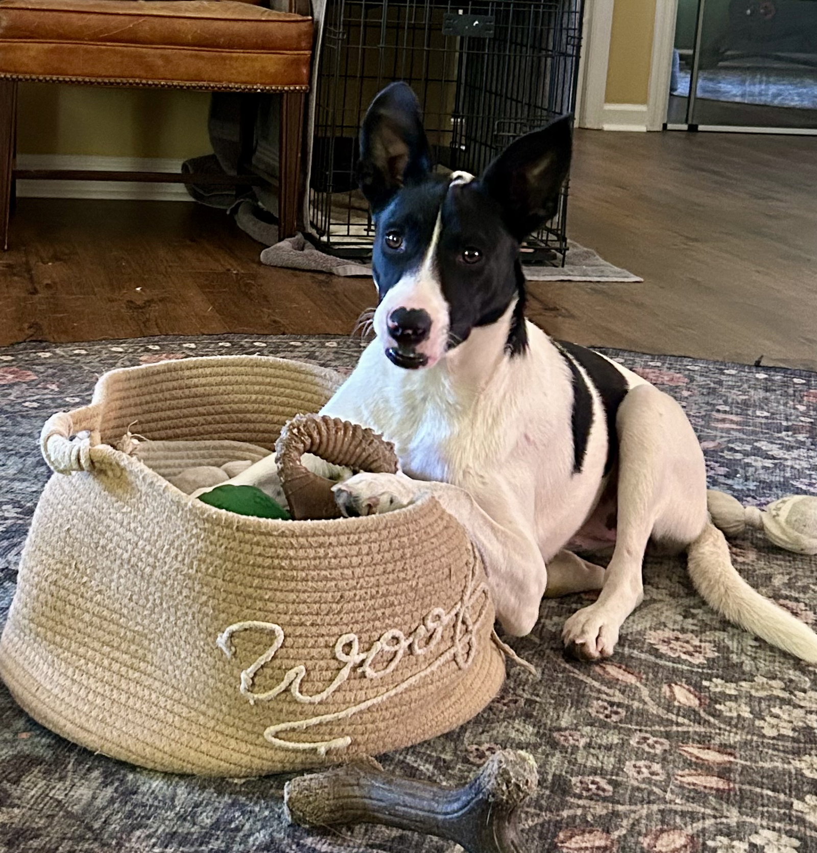 Pippa, photo 3
