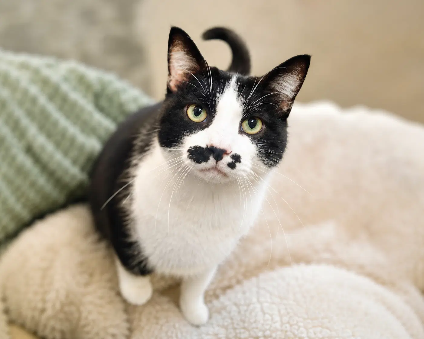 Ernestine - Domestic Short Hair