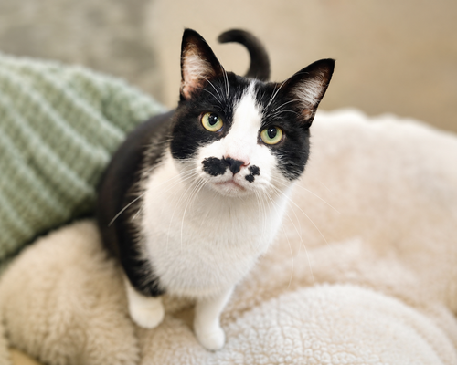 Ernestine, a cat for adoption from Proverbs 12:10 Animal Rescue