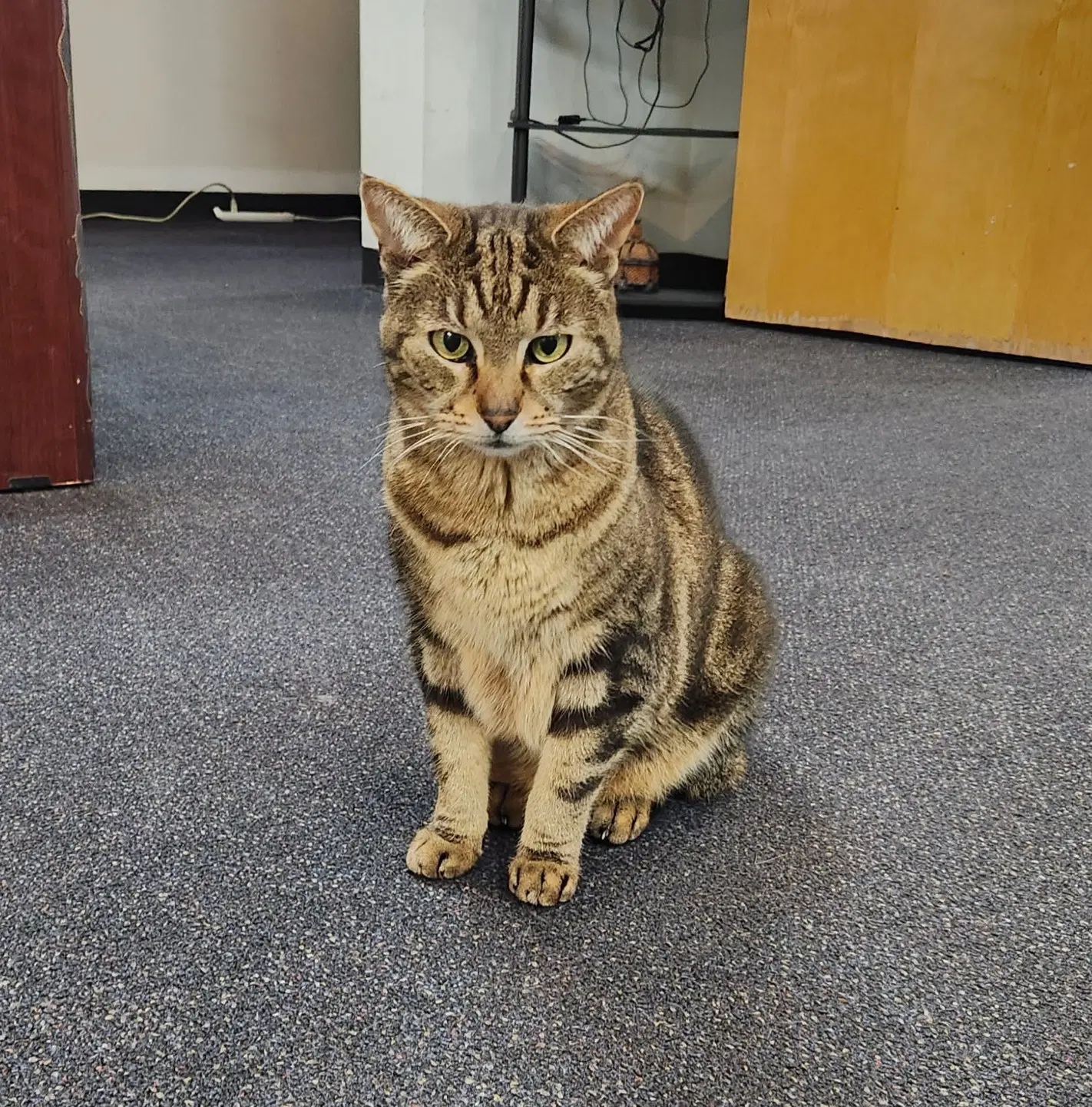 Libby - Domestic Short Hair