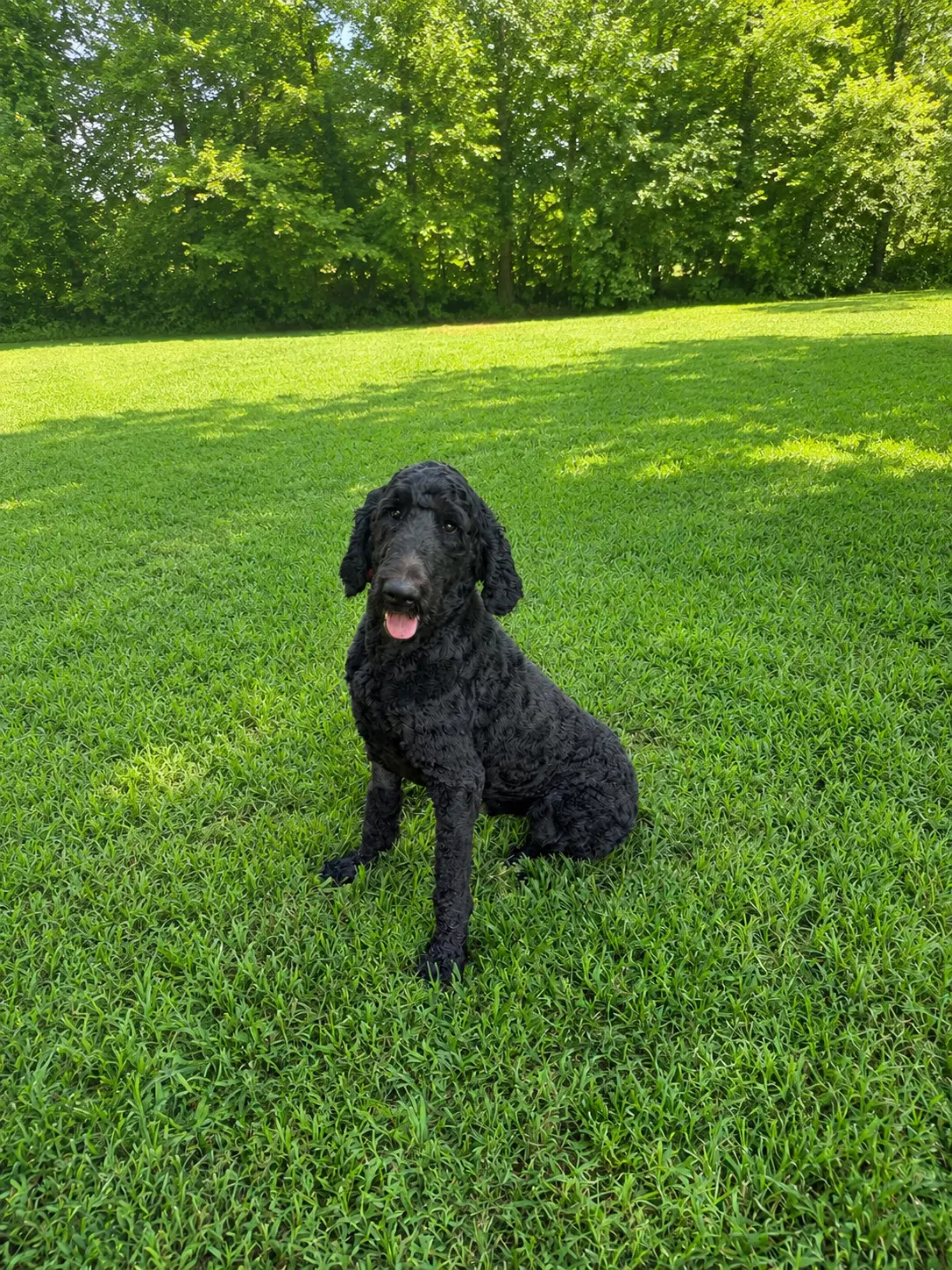 Prince Pepper - Labradoodle