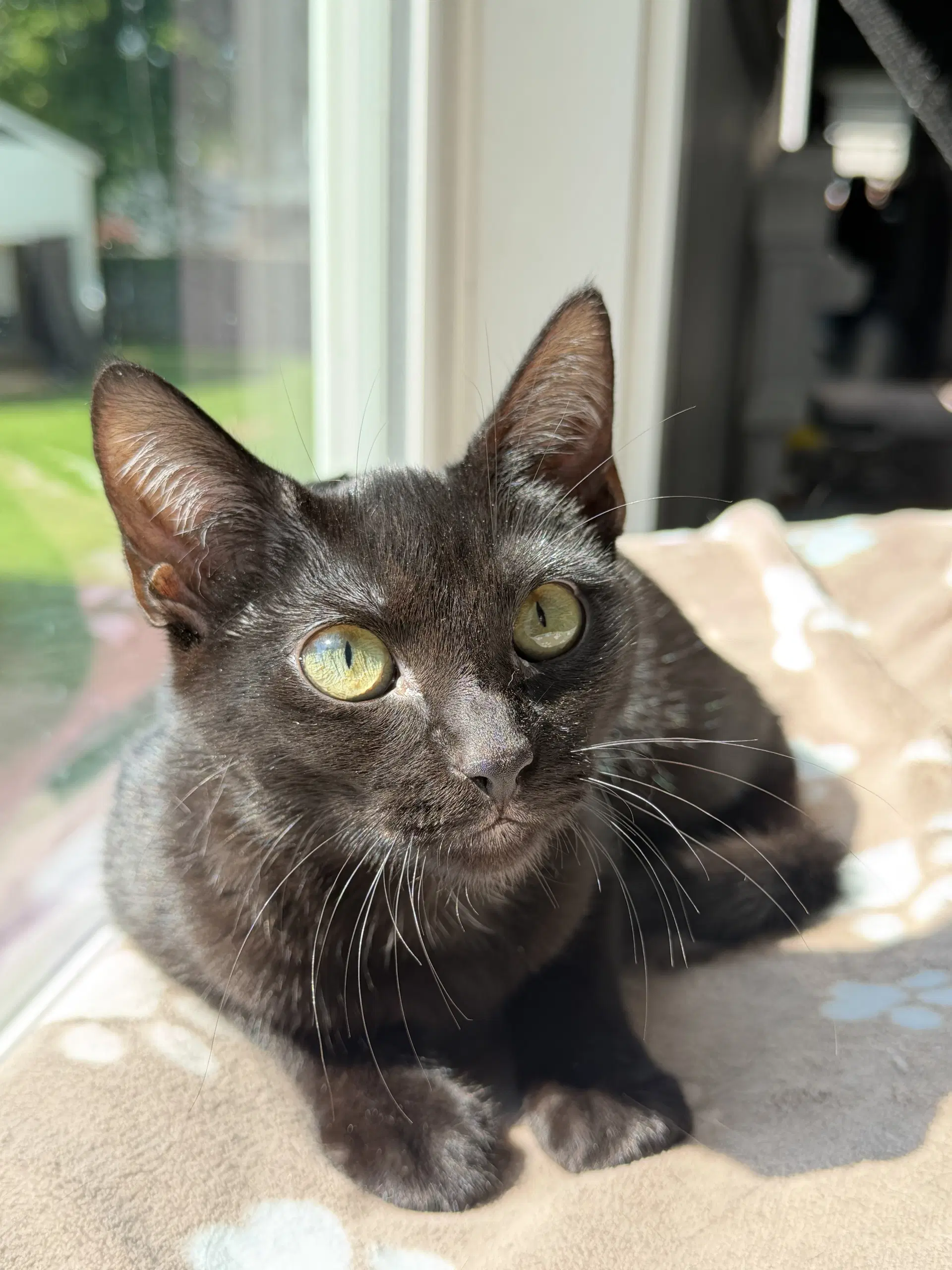Zev - Domestic Short Hair