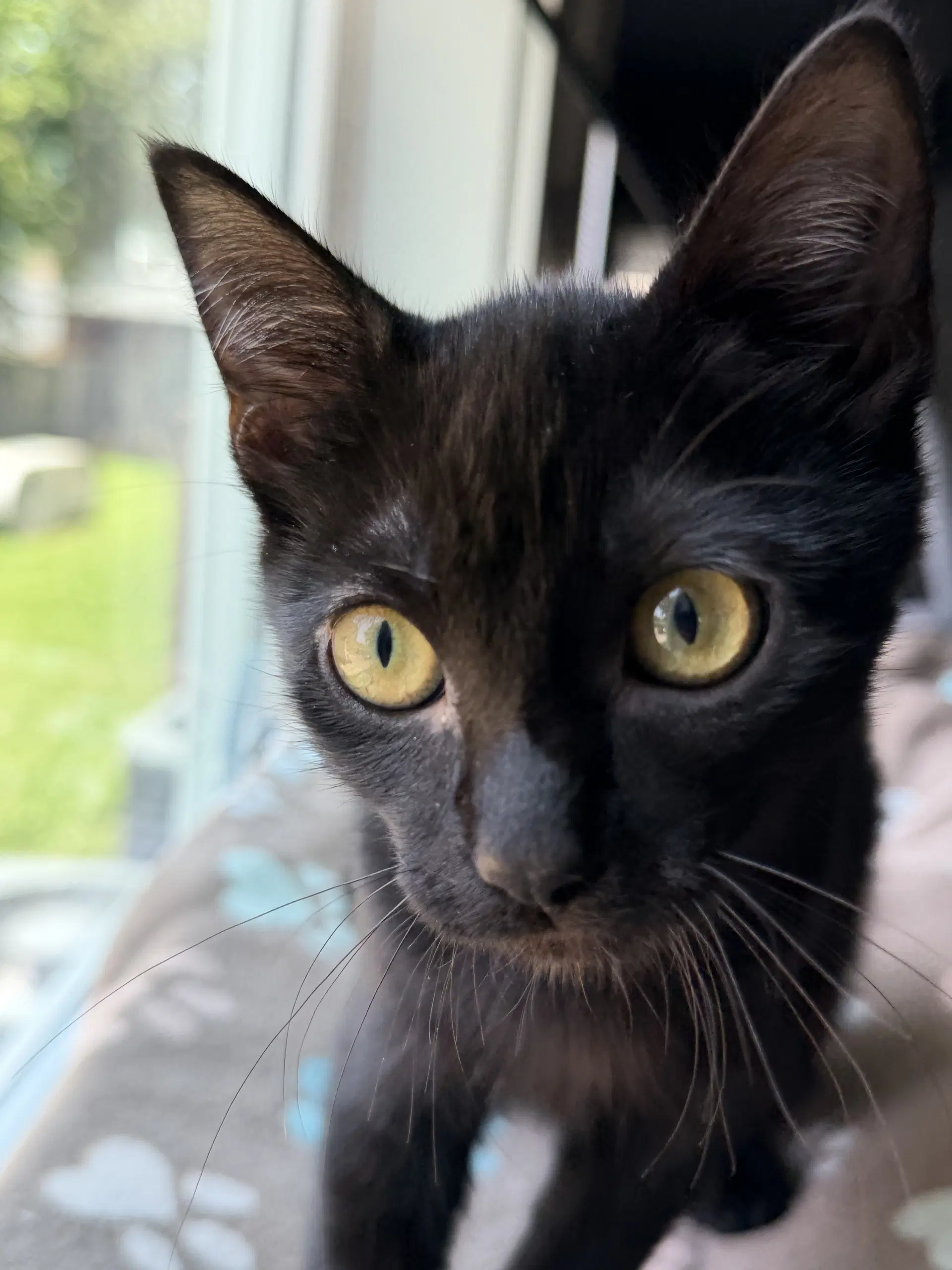 Princess Donut - Domestic Short Hair