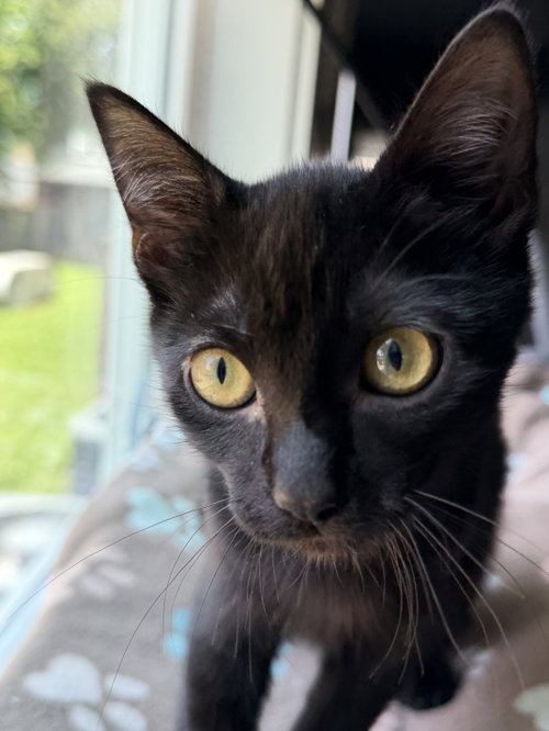 Princess Donut, a cat for adoption from Proverbs 12:10 Animal Rescue
