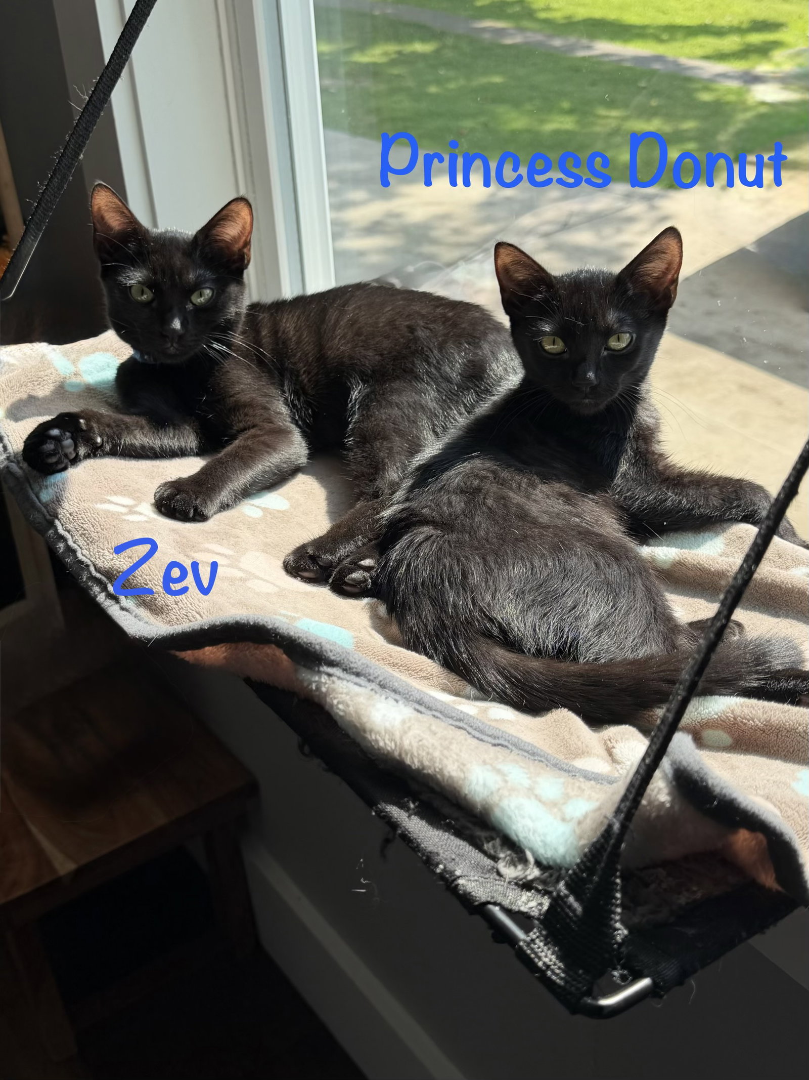Princess Donut, photo 11