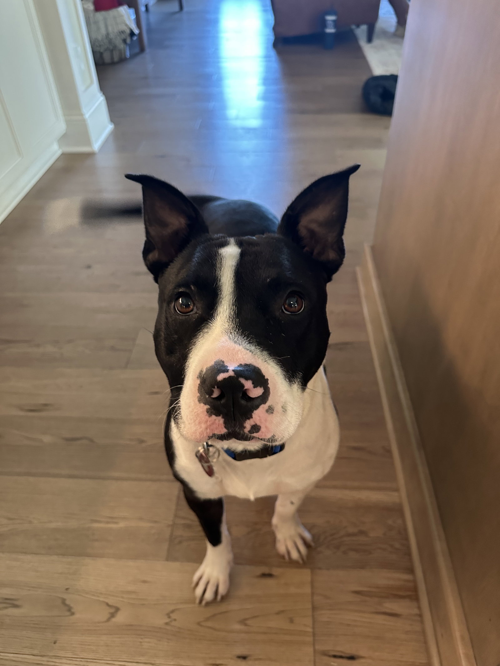 Hank, photo 5