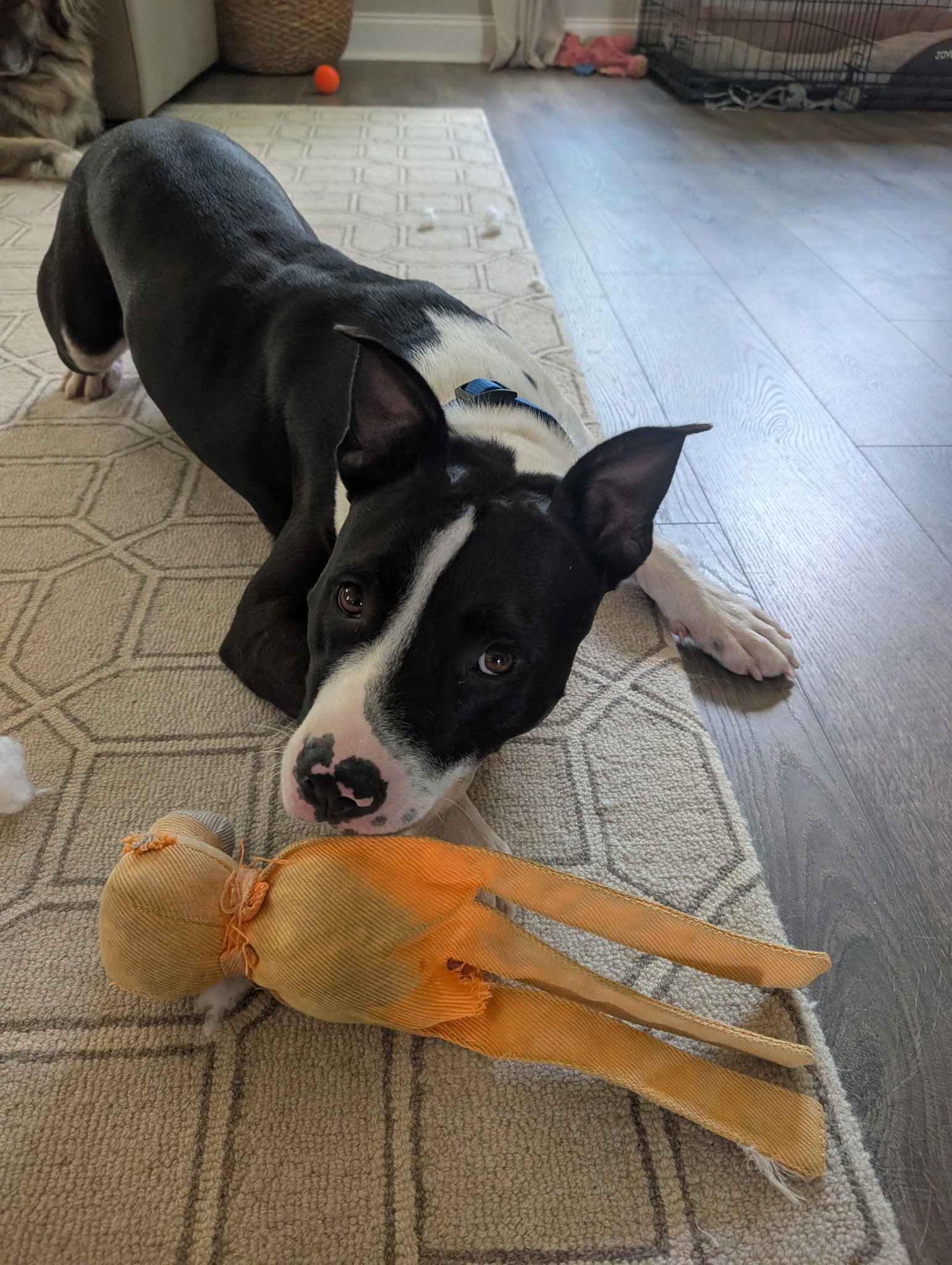 Hank